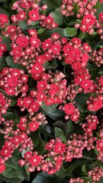 Close-up of red flowering plants