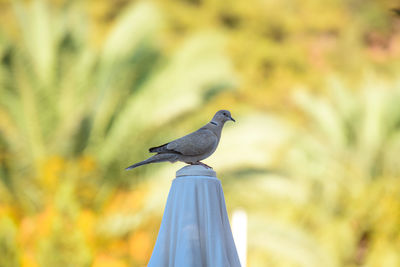 Close-up of bird perching on leaf