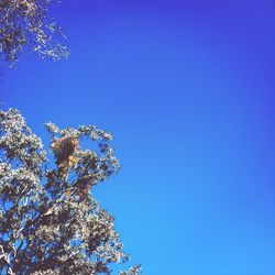 Low angle view of trees against clear blue sky