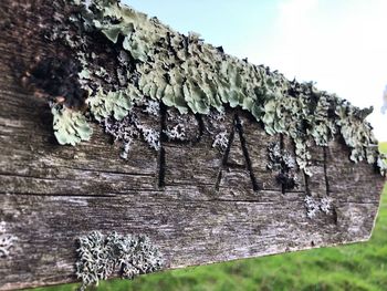 Low angle view of wood on tree trunk