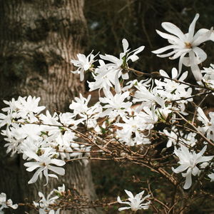 Close-up of white cherry blossoms in spring
