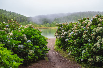 Scenic view of trees by plants against sky