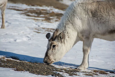 Close-up of reindeer on snowy field