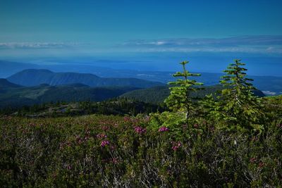 Plants on mountains against blue sky