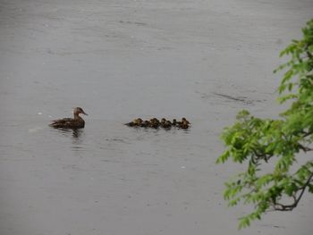 Ducks swimming in lake