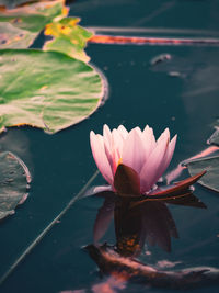 Close-up of lotus water lily in pond