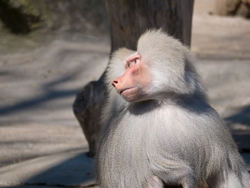 Close-up of monkey