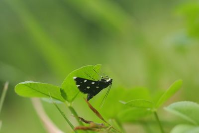 Close-up of butterfly on leaf