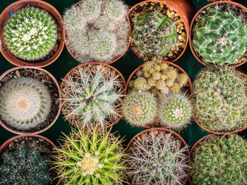 Full frame shot of succulent plants