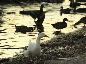 View of birds on beach