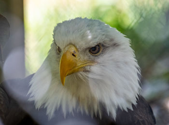 Close-up portrait of eagle