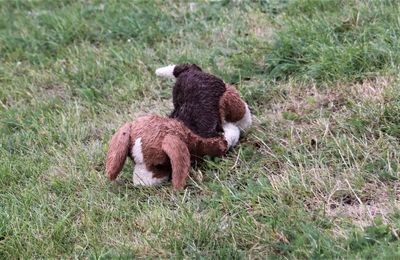 Sheep in a field