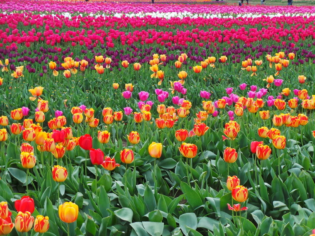 RED TULIPS IN FIELD