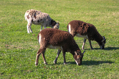 Side view of a sheep on field