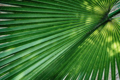 Full frame shot of palm tree leaves