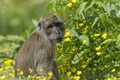 Monkey looking away on plant