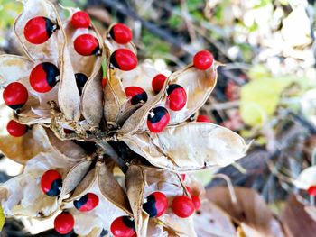 Close-up of insect on plant
