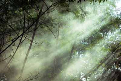 Low angle view of sunlight streaming through trees in forest