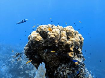 Fish swimming in sea