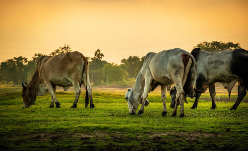Horses in a field