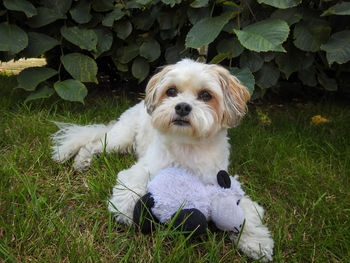 Portrait of dog on field