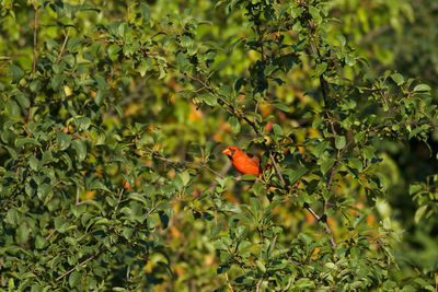 Beauty of a cardinal