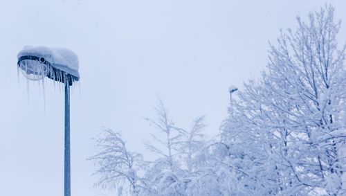 Low angle view of snow covered trees