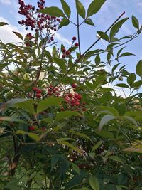 Low angle view of fruits on tree