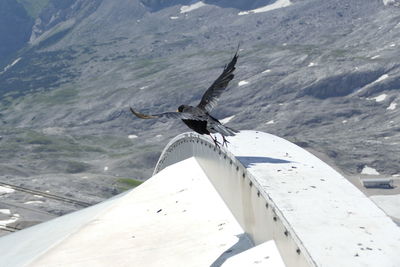 Horse flying over sea