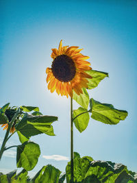 Low angle view of sunflower against clear sky