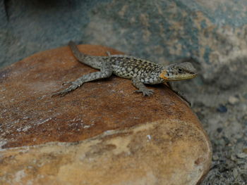 Close-up of lizard on rock