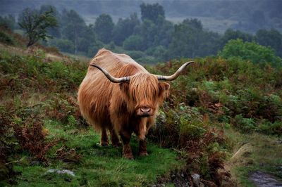 Highland cattle standing on field