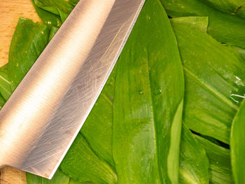 Close-up of green leaves on plant