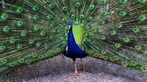 Close-up of peacock