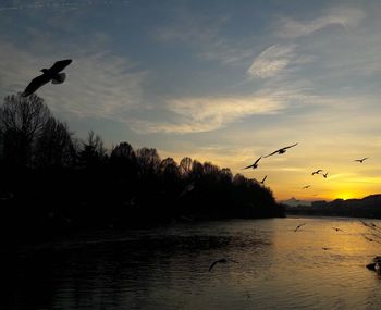 Silhouette of birds flying over lake against sky during sunset