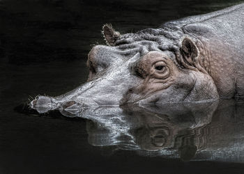 Close-up of hippopotamus in lake