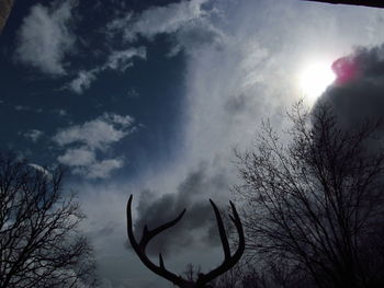 Low angle view of silhouette bare trees against sky