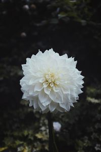 Close-up of white rose flower