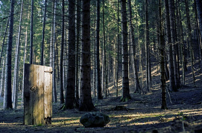 Trees in forest