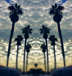 Palm trees against sky during sunset