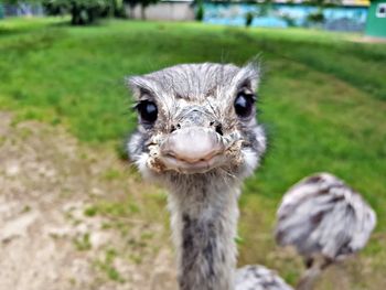 Curious rhea - nandu