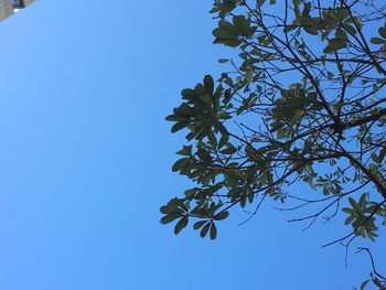 Low angle view of tree against clear blue sky