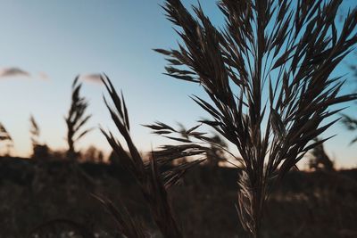 Close-up of wheat plants on field against clear sky