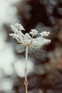 Close-up of white flowering plant