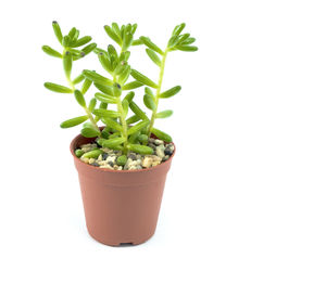 Close-up of potted plant against white background