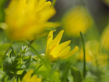 Close-up of yellow flowering plant