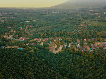 High angle view of trees on landscape