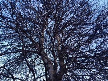 Low angle view of bare tree against sky