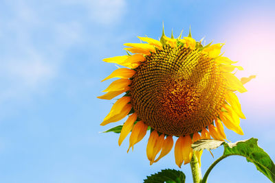 Low angle view of sunflower against sky