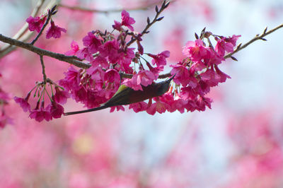 Close-up of pink cherry blossom